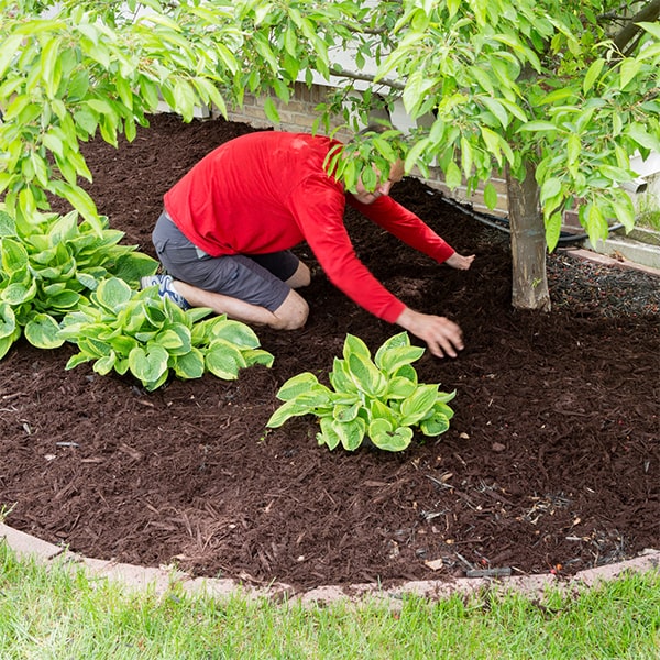 mulch installation usually takes 1-2 days, depending on the size of the area